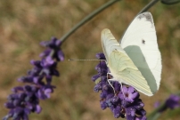 La Piride de la rave. Un mle (Lpidoptre - Pieridae - Pieris rapae)